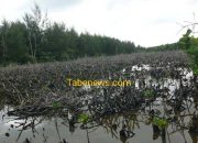 Apa Kabar, Perlindungan Hutan Mangrove?