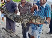 Berbaik Hati Warga Lakuan, Amankan Buaya Terjaring Pukat Nelayan