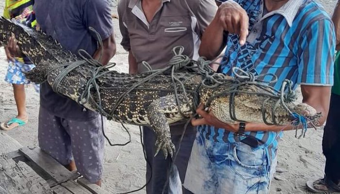 Berbaik Hati Warga Lakuan, Amankan Buaya Terjaring Pukat Nelayan