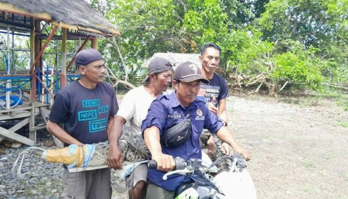 Buaya Terjaring Pukat Nelayan di Lakuan Akhirnya Naik Motor
