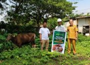 IMIP Bagikan Puluhan Ekor Sapi Qurban