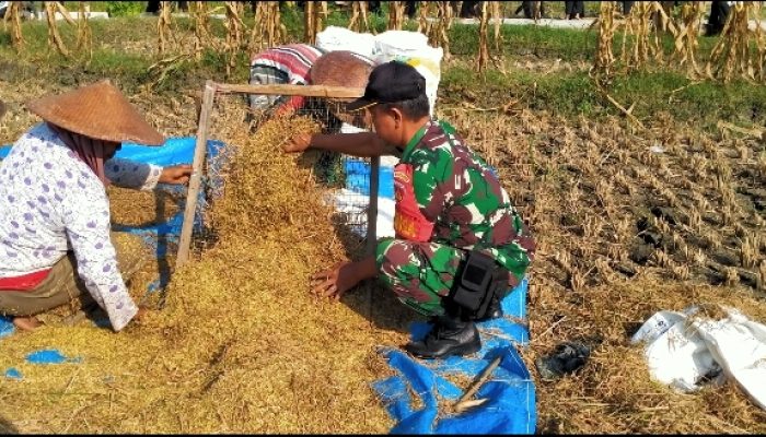 Dukung Ketahanan Pangan, Babinsa Bantu Petani Panen Padi
