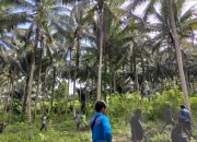 Tim SAR cari Satu Orang Warga Salumbia yang belum kembali dari Kebun