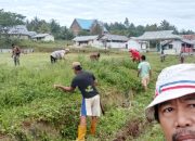 Jelang Hari Ulang Tahun RI ke-78, warga desa Ratoombu Bersihkan Lapangan Bola