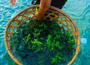 Ganti Rugi Budidaya Rumput Laut Berujung Laporan Polisi