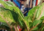 Keseruan Alek Bantilan dengan “Masih Adakah Waktu Tersisa”