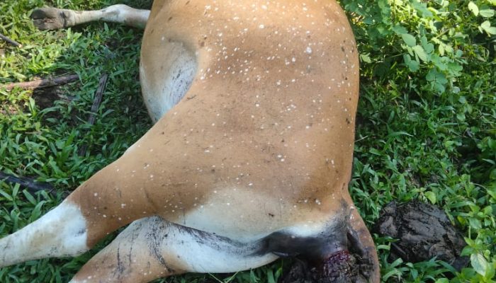 Puluhan Sapi Mati diduga Keracunan di Desa Mokupo dan Diduga Bangkai Sapi Diperjual Belikan Oleh Oknum Tidak Bertanggung Jawab 