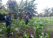 Danramil 1307-02/Pamona Puselemba, Peltu Julius Mangundap Dampingi Petani Semprot Tanaman Jagung* Bersama Babinsa