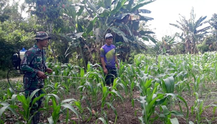 Danramil 1307-02/Pamona Puselemba, Peltu Julius Mangundap Dampingi Petani Semprot Tanaman Jagung* Bersama Babinsa