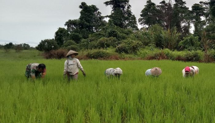 Demi Peningkatan Ekonomi Warga, Babinsa Koramil 1307-11/Pamona Selatan Dampingi Petani Merawat Tanaman Padi