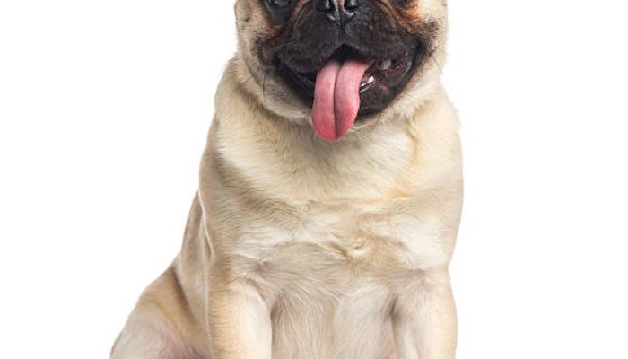 “CYNOPHILIST TOLITOLI,RESAH TIDAK ADA DOKTER HEWAN”