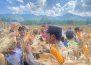 Kapolsek Baolan lakukan ubinan jagung, untuk menakar mengukur hasil kelompok Tani di desa Pangi Baolan