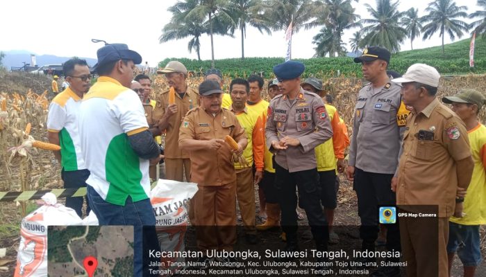 Panen Raya Jagung Sukses di Ulubongka: Sinergi Petani, PT Bisi, dan Polri!