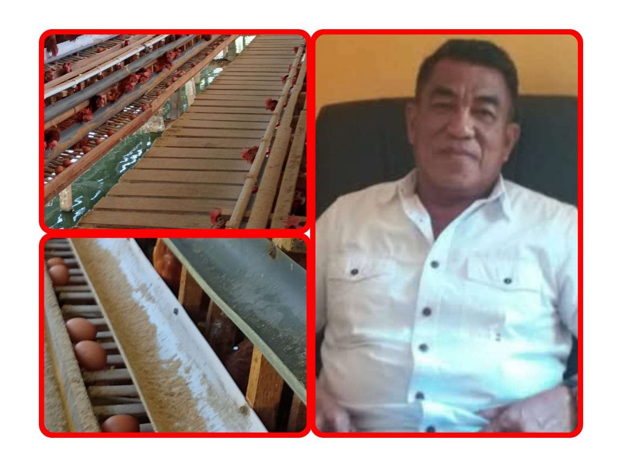 “PETERNAKAN AYAM PETELUR MILIK PENSIUNAN POLISI PURNAWIRAN AKP KIMSALE,PELUANG USAHA YANG MENJANJIKAN”