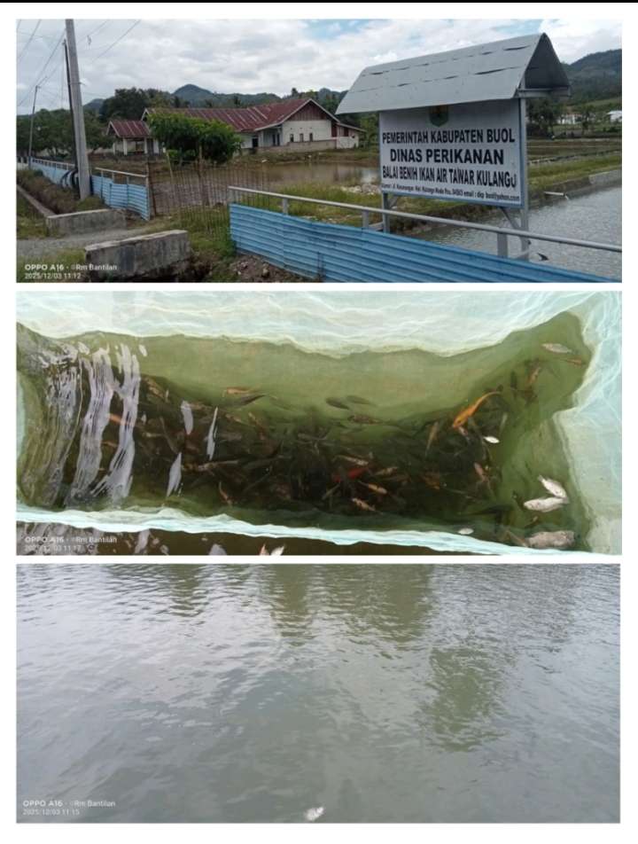 Balai Benih Ikan Air Tawar Buol Kekurangan Anggaran Pakan, Ribuan Ikan Terancam “Busung Lapar”