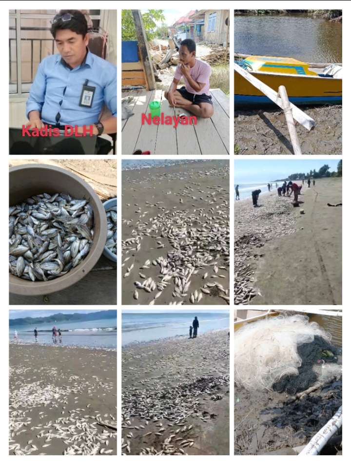 Ribuan Ikan Ditemukan Terdampar di Pantai Kota Buol, DLH Ambil Sampel Air Laut