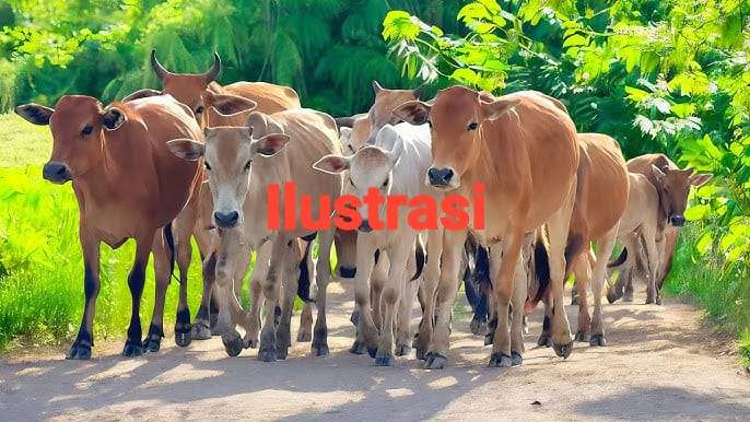 Evaluasi Perda Penertiban Ternak di Buol: Implementasi Dinilai Belum Maksimal, Tim Terpadu Jadi Rekomendasi Utama