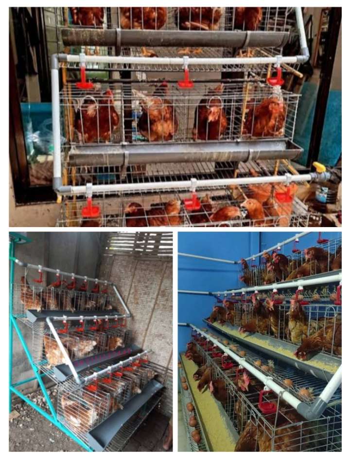 Skandal Dugaan Mark-Up Menggurita, Oknum Camat Diseret dalam Pengadaan Kandang Ayam Petelur